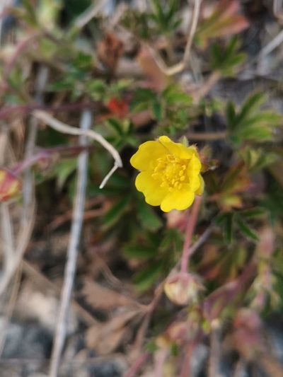 Potentilla pusilla, photographed by Ljaž