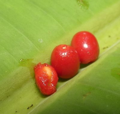 Allophylus racemosus, photographed by Helio Lourencini