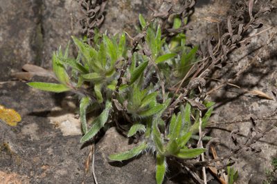 Chiliadenus glutinosus, photographed by Tim Johnson
