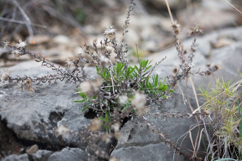Chiliadenus glutinosus, photographed by Tim Johnson