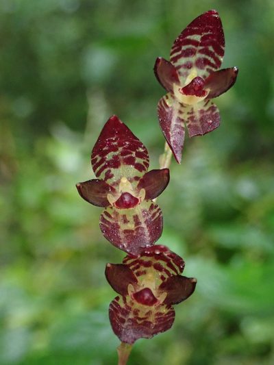 Pleurothallis restrepioides, photographed by Nolan Exe