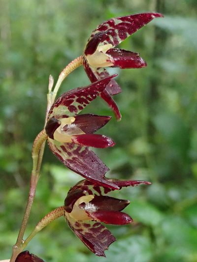 Pleurothallis restrepioides, photographed by Nolan Exe