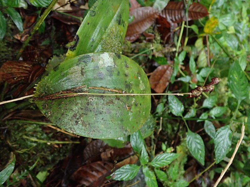 Pleurothallis restrepioides, photographed by Nolan Exe