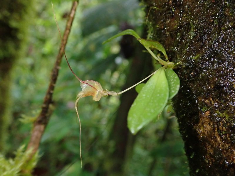 Masdevallia nidifica, photographed by Nolan Exe