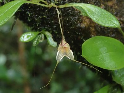 Masdevallia nidifica, photographed by Nolan Exe