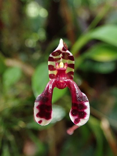 Masdevallia ximenae, photographed by Nolan Exe