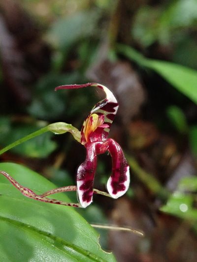 Masdevallia ximenae, photographed by Nolan Exe
