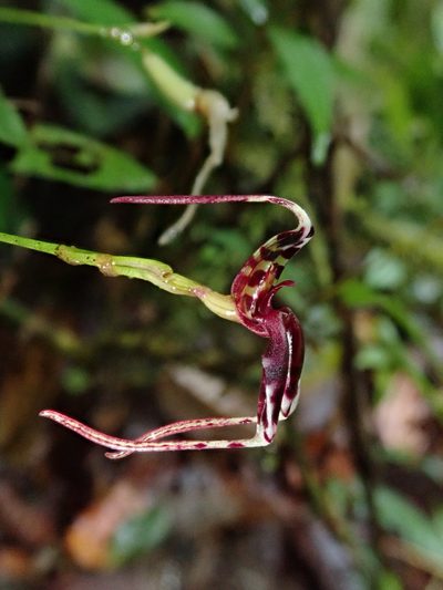 Masdevallia ximenae, photographed by Nolan Exe