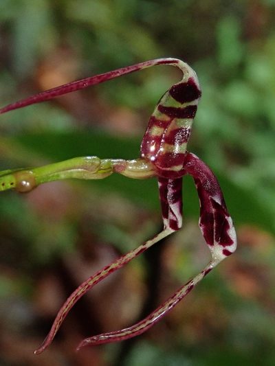Masdevallia ximenae, photographed by Nolan Exe