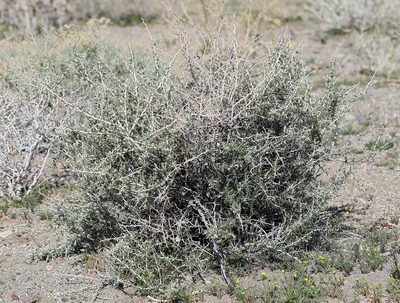 Tetradymia axillaris, photographed by Steve Matson