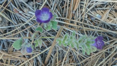 Phacelia davidsonii, photographed by Casey H. Richart