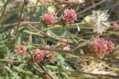 Chaenactis santolinoides, photographed by Casey H. Richart