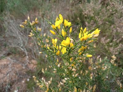 Ulex parviflorus, photographed by Josep Gesti
