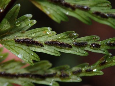 Asplenium dissectum, photographed by Nolan Exe