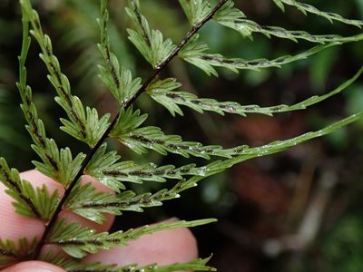 Asplenium dissectum, photographed by Nolan Exe