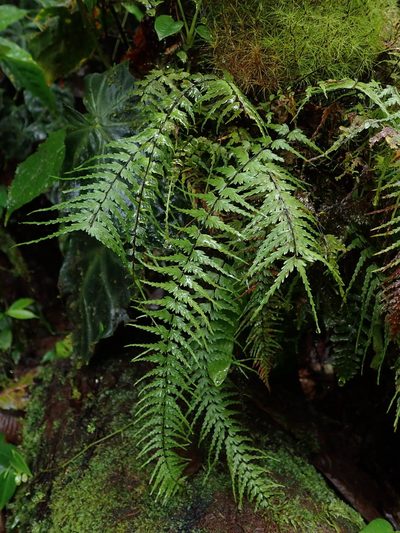 Asplenium dissectum, photographed by Nolan Exe