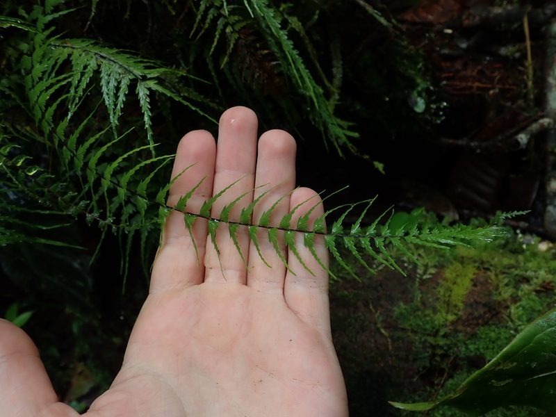 Asplenium dissectum, photographed by Nolan Exe