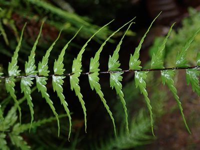 Asplenium dissectum, photographed by Nolan Exe