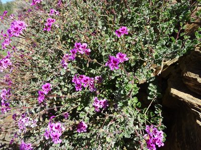 Pelargonium magenteum, photographed by Peter Warren