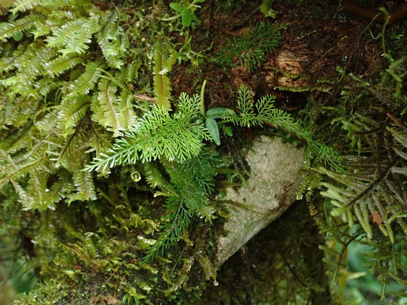 Asplenium fragrans, photographed by Nolan Exe