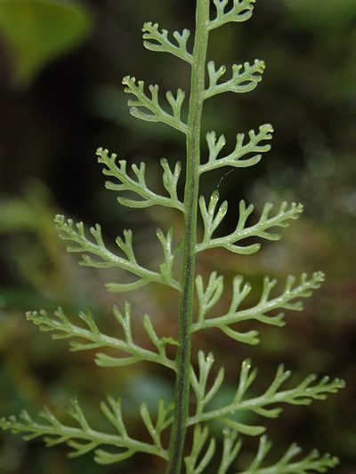 Asplenium fragrans, photographed by Nolan Exe