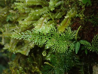Asplenium fragrans, photographed by Nolan Exe