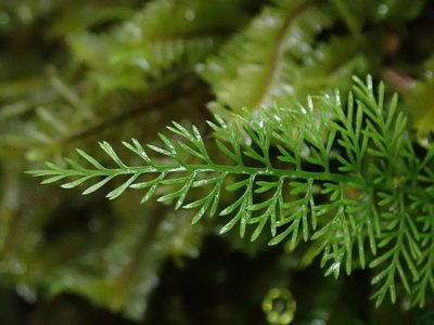 Asplenium fragrans, photographed by Nolan Exe