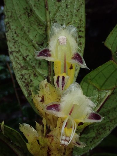 Columnea karstenianum, photographed by Nolan Exe