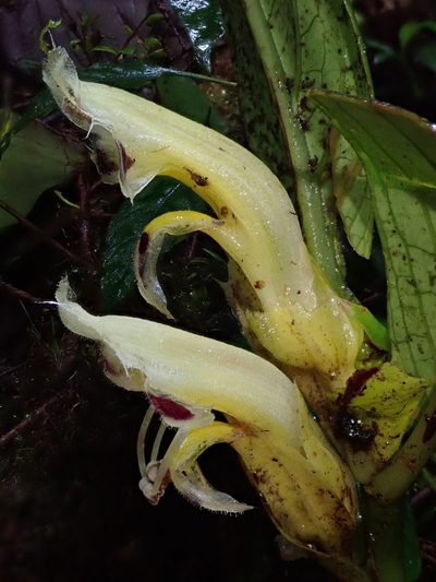 Columnea karstenianum, photographed by Nolan Exe