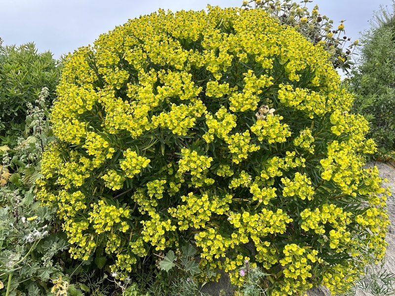 Euphorbia dendroides, photographed by Bob Walker