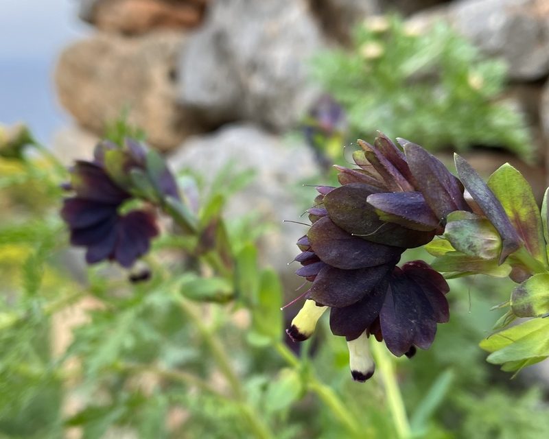 Cerinthe retorta, photographed by Bob Walker