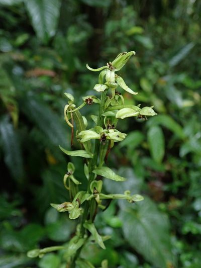 Habenaria eustachya, photographed by Nolan Exe