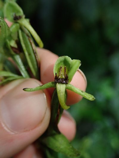 Habenaria eustachya, photographed by Nolan Exe