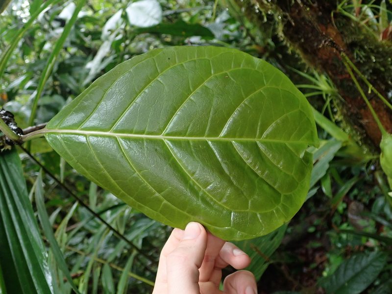 Trianaea nobilis, photographed by Nolan Exe