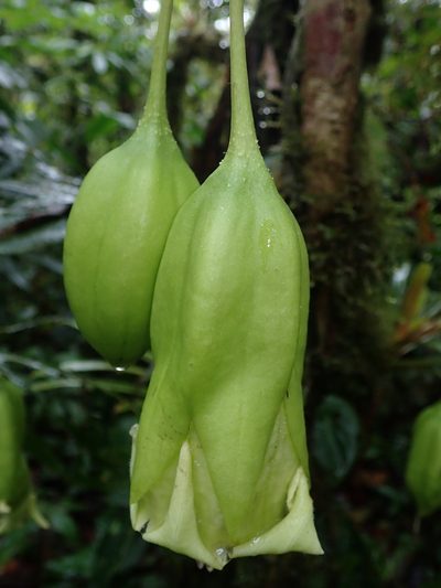 Trianaea nobilis, photographed by Nolan Exe