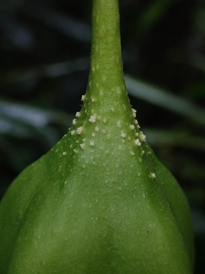 Trianaea nobilis, photographed by Nolan Exe