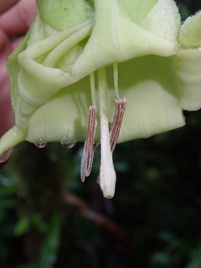 Trianaea nobilis, photographed by Nolan Exe