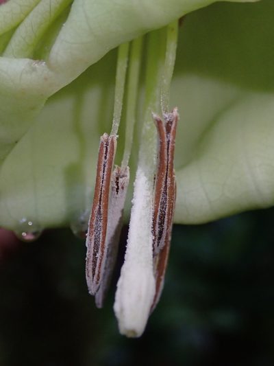 Trianaea nobilis, photographed by Nolan Exe