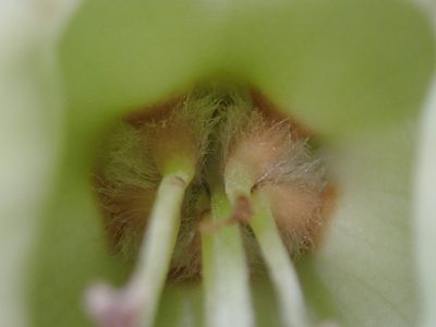 Trianaea nobilis, photographed by Nolan Exe