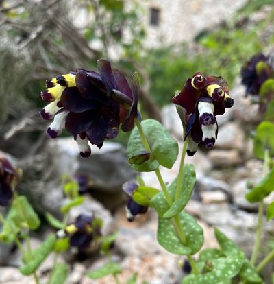Cerinthe retorta, photographed by Bob Walker
