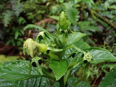 Burmeistera lutosa, photographed by Nolan Exe