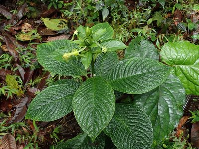 Burmeistera lutosa, photographed by Nolan Exe