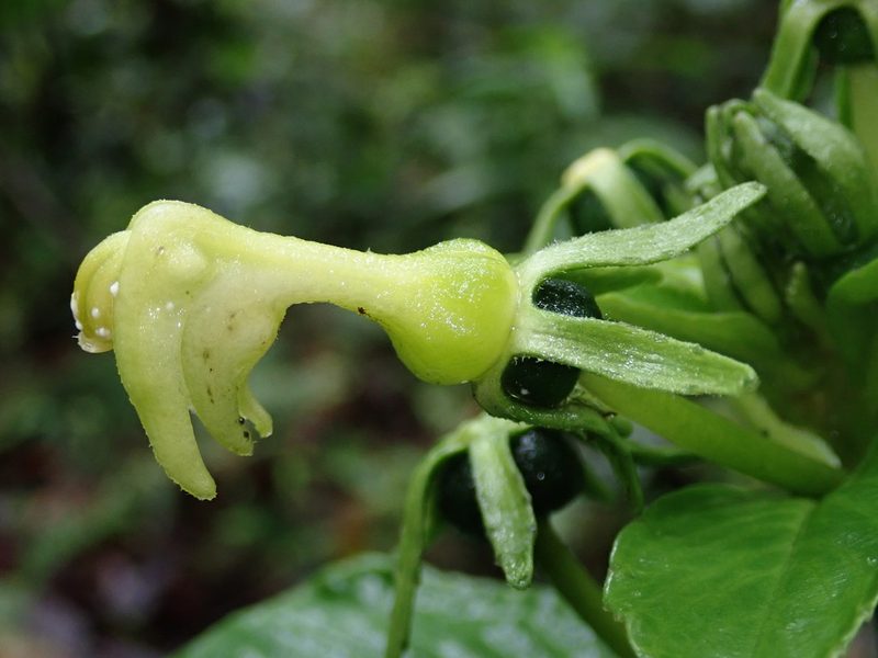 Burmeistera lutosa, photographed by Nolan Exe