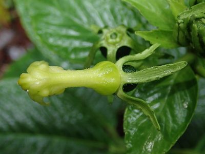 Burmeistera lutosa, photographed by Nolan Exe