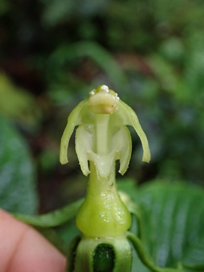 Burmeistera lutosa, photographed by Nolan Exe