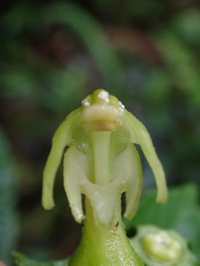 Burmeistera lutosa, photographed by Nolan Exe