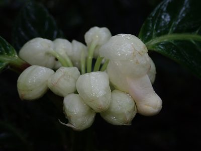 Drymonia brochidodroma, photographed by Nolan Exe
