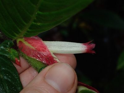 Columnea albovinosa, photographed by Nolan Exe