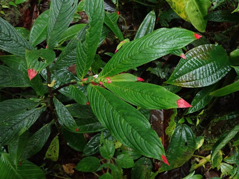 Columnea albovinosa, photographed by Nolan Exe