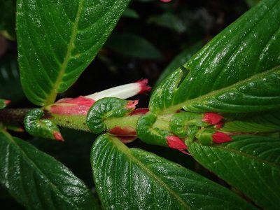 Columnea albovinosa, photographed by Nolan Exe